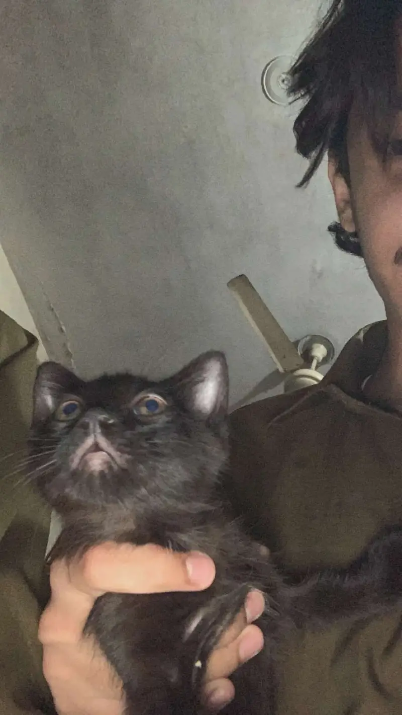 Turkish cat for adoption — photo 2