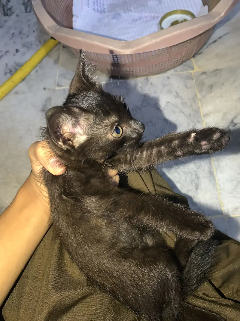Turkish cat for adoption — photo 3