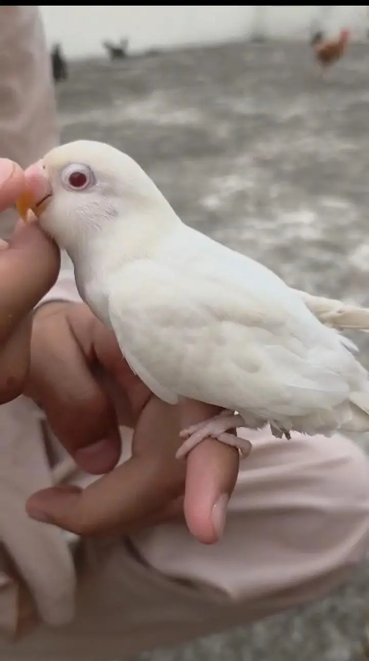 Love Bird and Budgie Parrot 100% Hand Tame — photo 7
