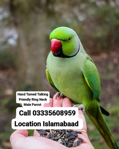 Hand Tamed Talking Green Ring Neck Male Parrot Jumbo Size