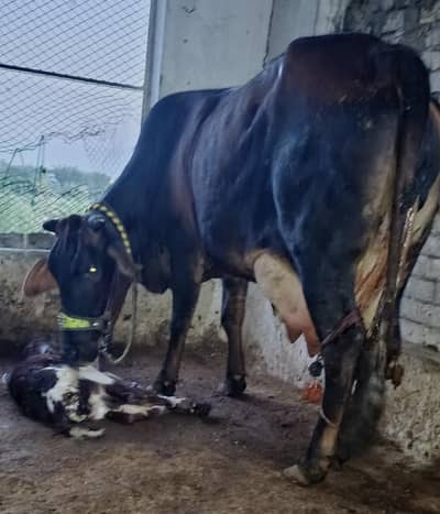 Cow/Buffalo/گاۓ