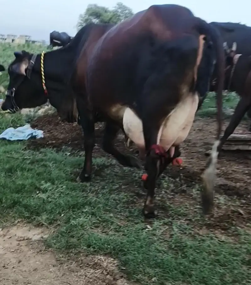 Cow/Buffalo/گاۓ — photo 2