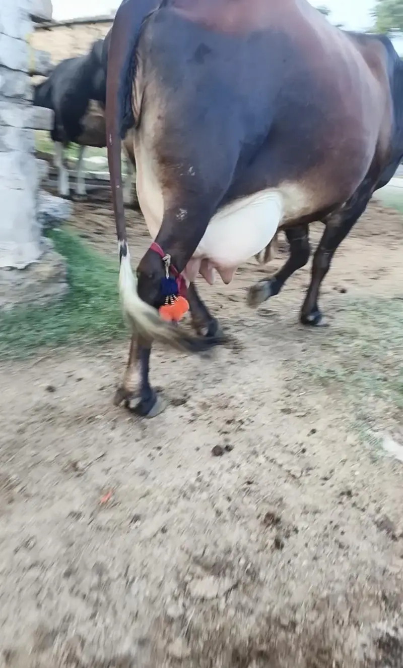 Cow/Buffalo/گاۓ — photo 3