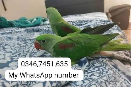 Kashmiri Raw Chick Male and Female