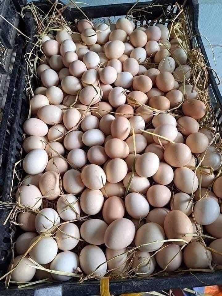 Eegs. 1