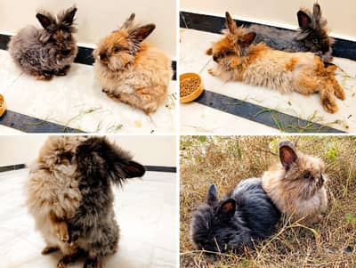 English angora rabbit pair