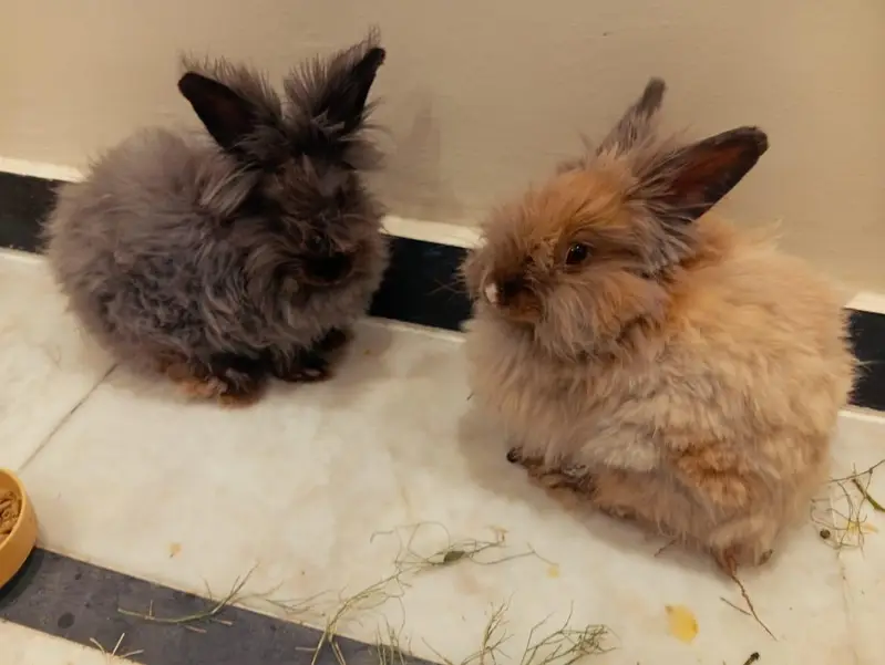 English angora rabbit pair — photo 2