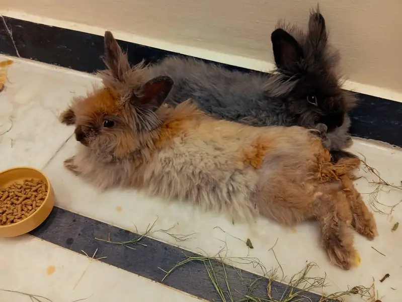 English angora rabbit pair — photo 3
