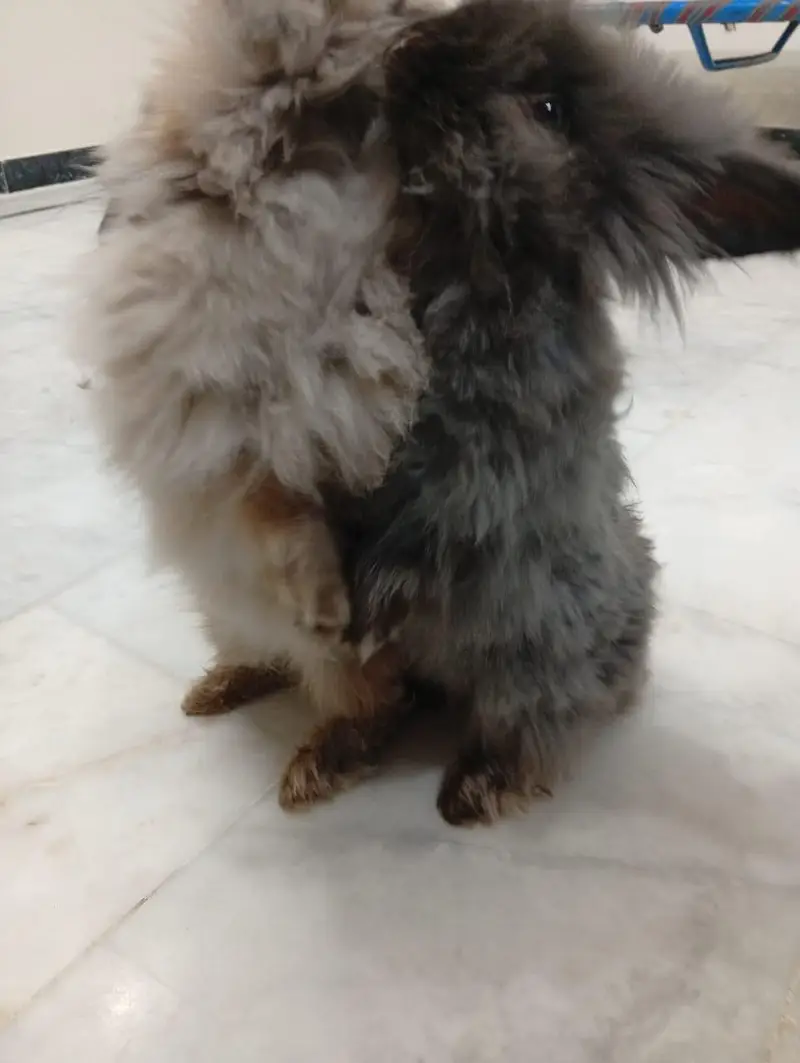 English angora rabbit pair — photo 4