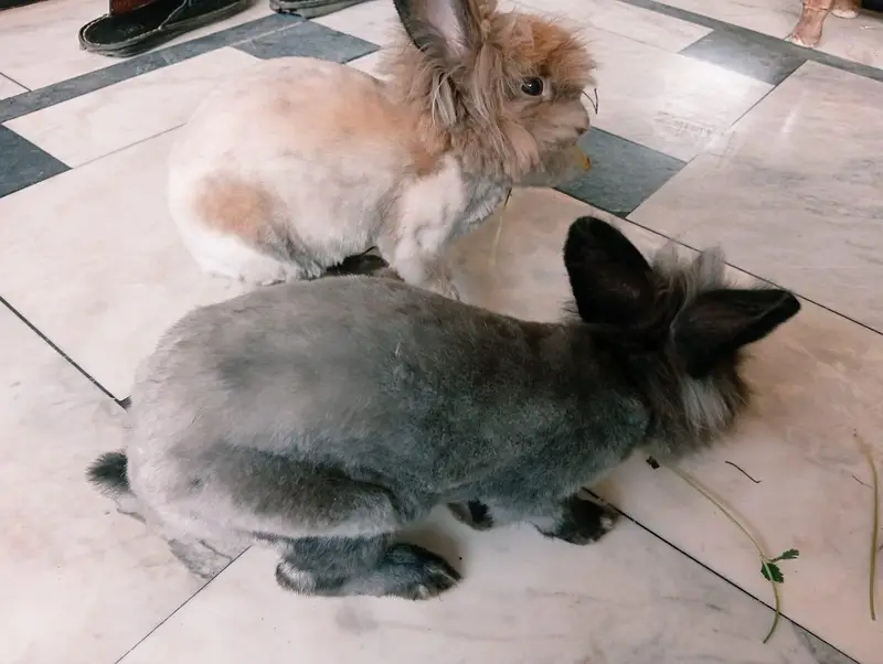 English angora rabbit pair — photo 6