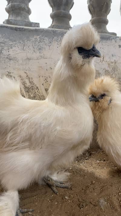  Pure White Silkie Trio — 1 Male + 2 Females |Beautiful bird