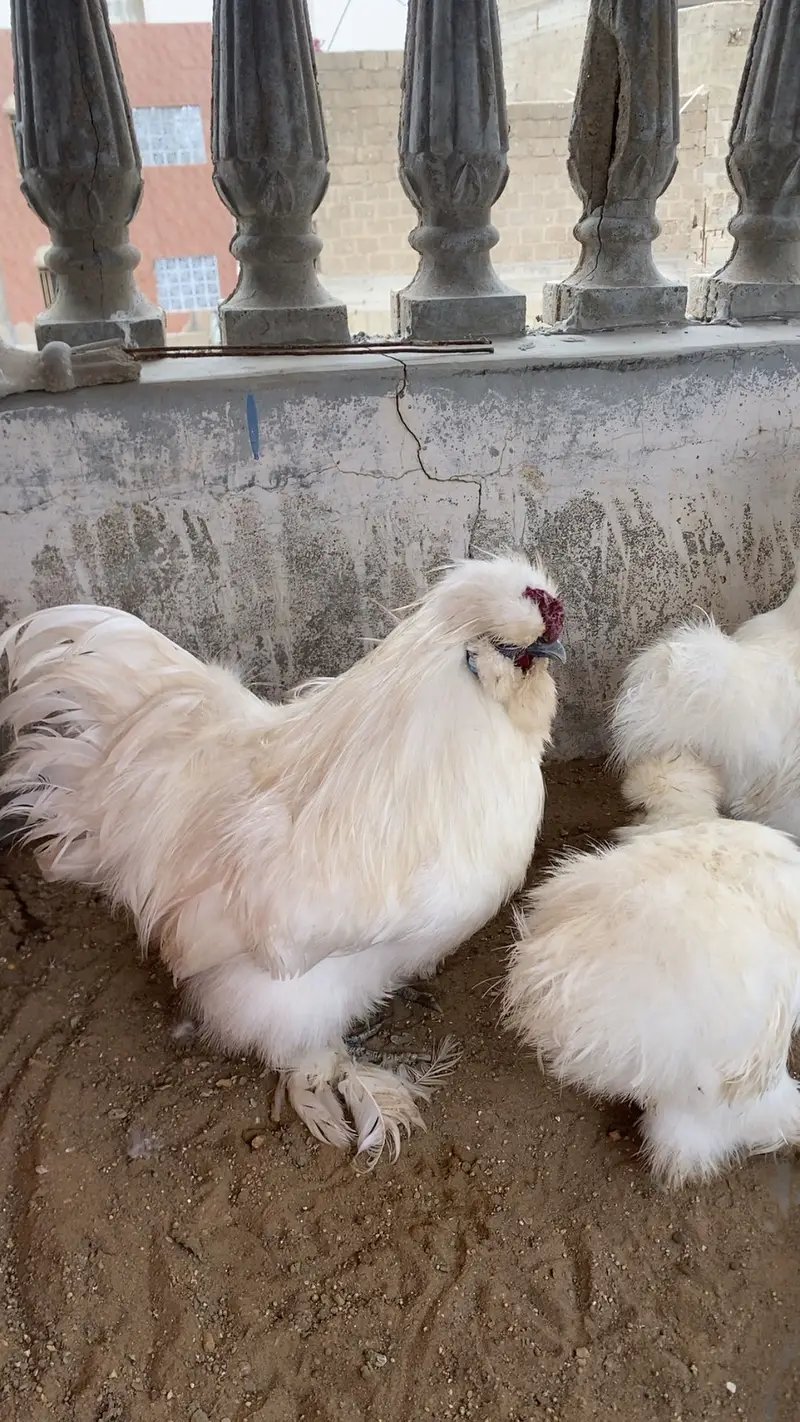  Pure White Silkie Trio — 1 Male + 2 Females |Beautiful bird — photo 2
