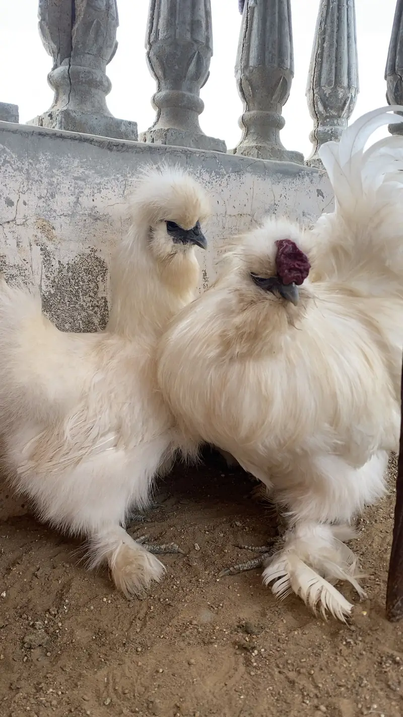  Pure White Silkie Trio — 1 Male + 2 Females |Beautiful bird — photo 3