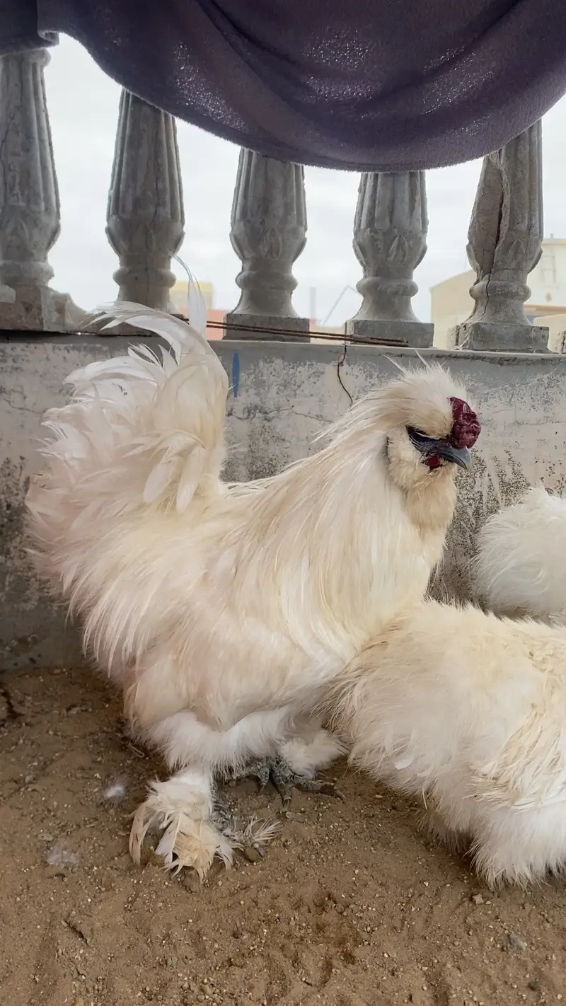  Pure White Silkie Trio — 1 Male + 2 Females |Beautiful bird — photo 4