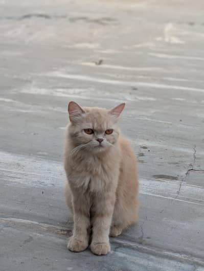 Persian semi Punch cat