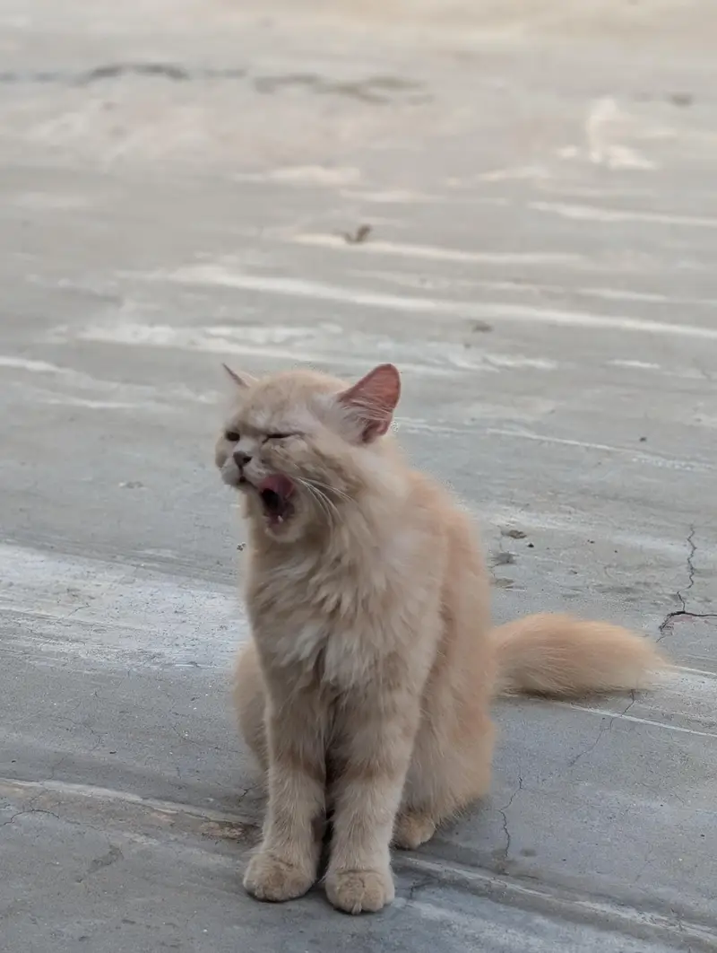 Persian semi Punch cat — photo 2