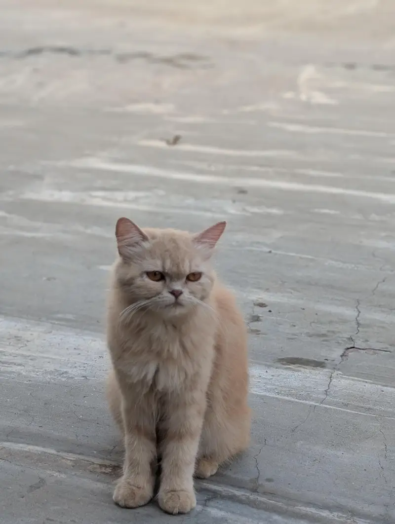 Persian semi Punch cat — photo 3