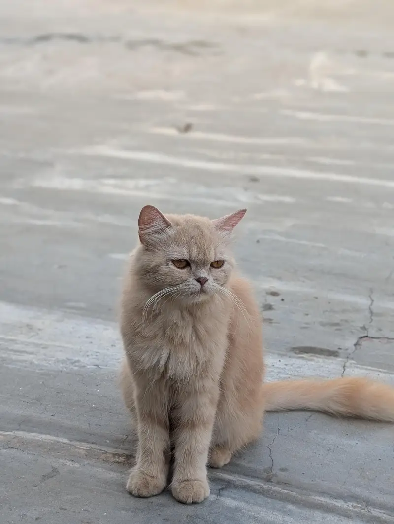 Persian semi Punch cat — photo 4