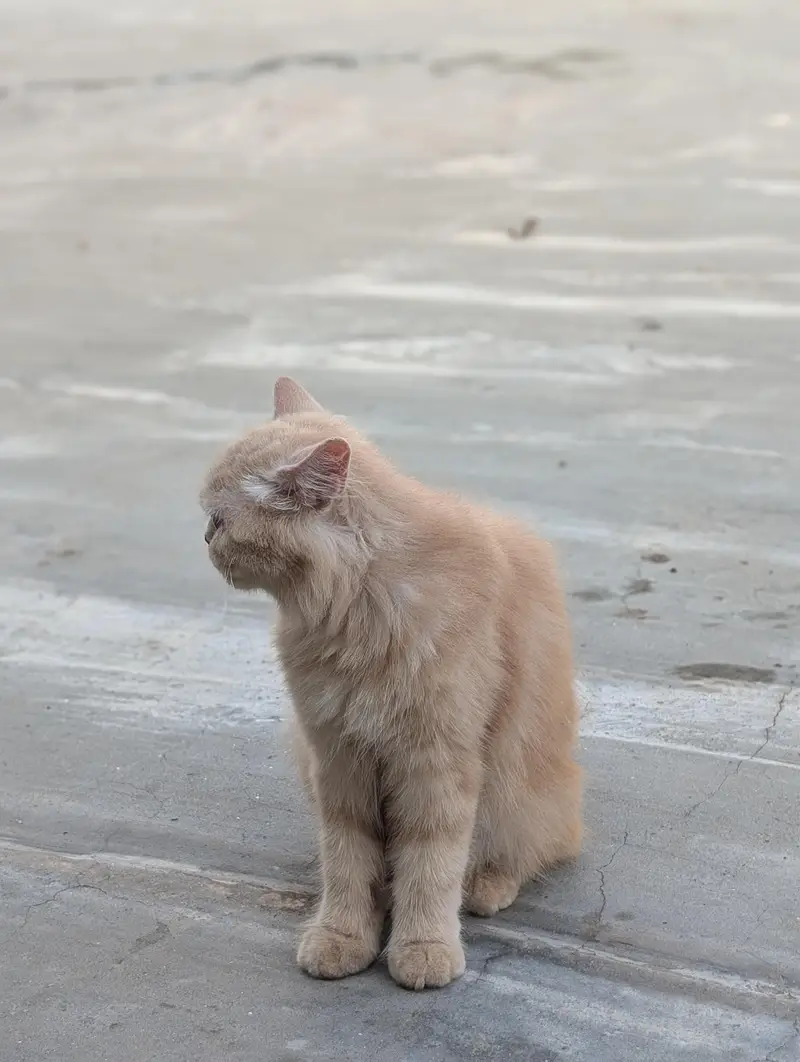 Persian semi Punch cat — photo 5