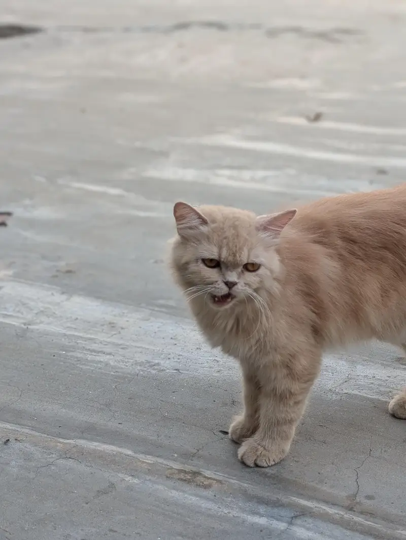 Persian semi Punch cat — photo 6