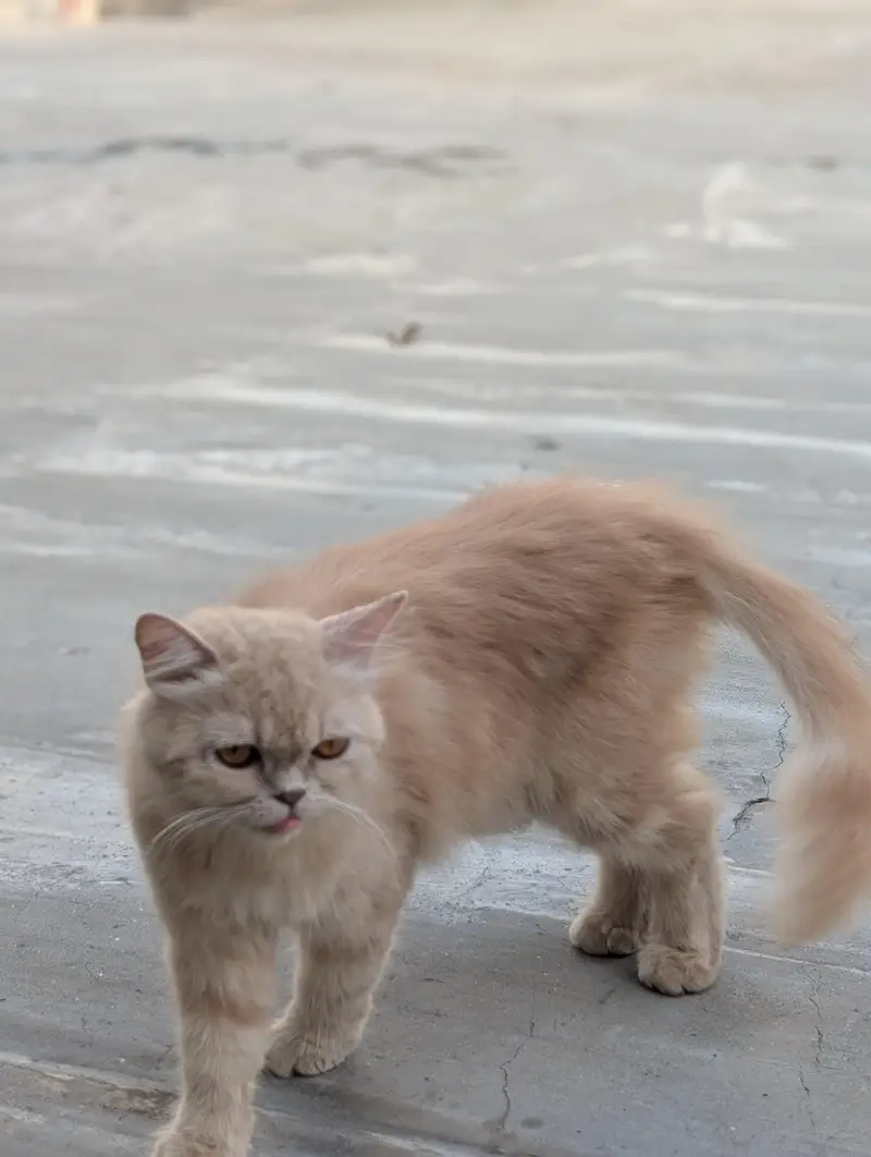 Persian semi Punch cat — photo 7