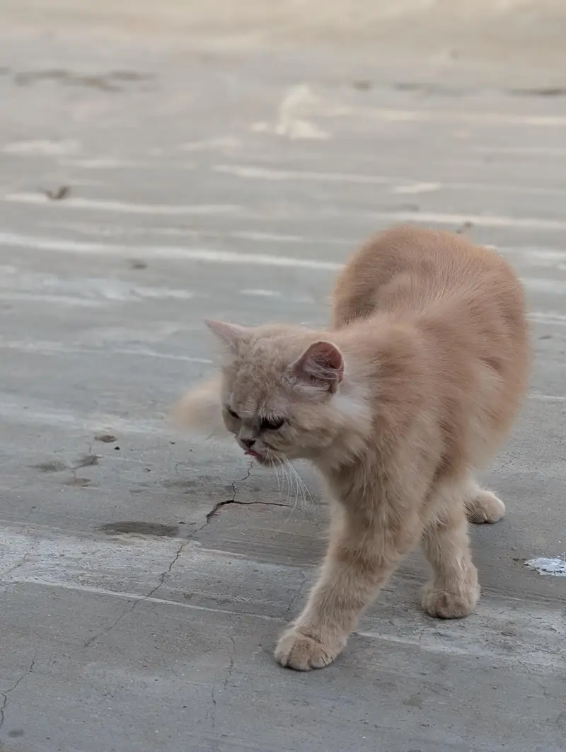 Persian semi Punch cat — photo 8