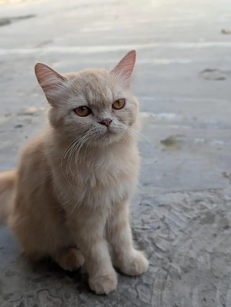 Persian semi Punch cat — photo 9