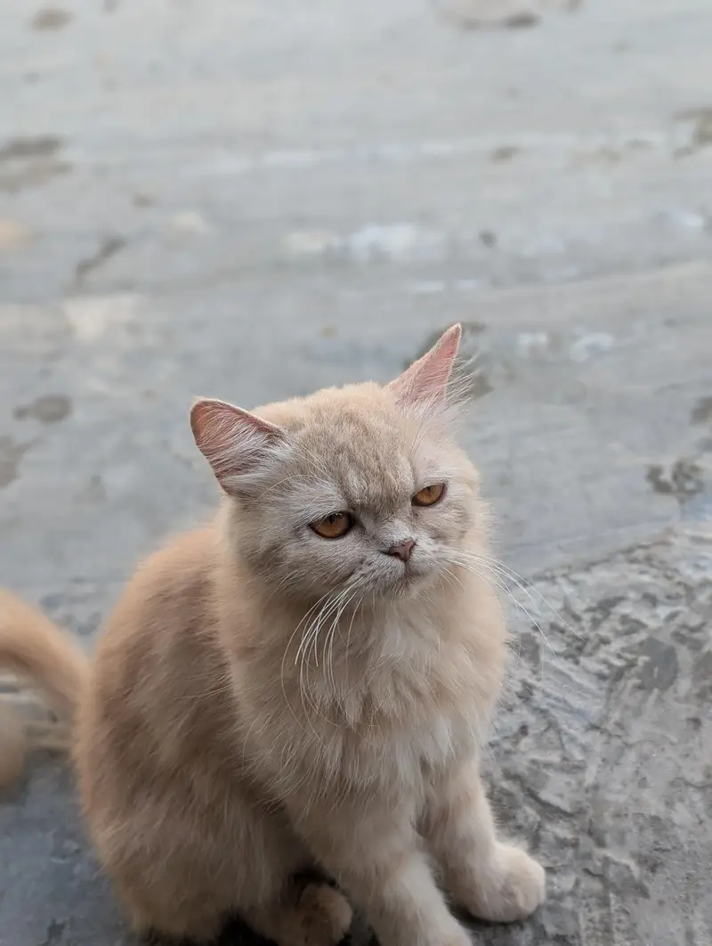Persian semi Punch cat — photo 10