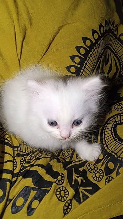 Tripple coated kitten