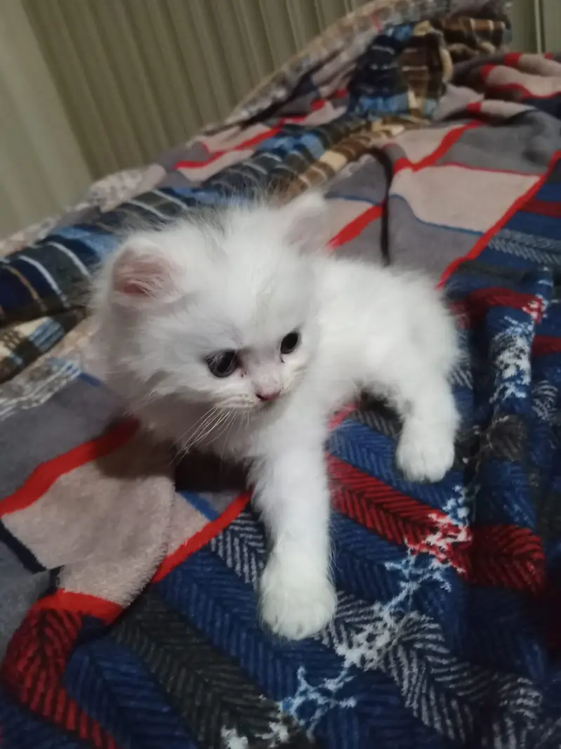 Tripple coated kitten — photo 2
