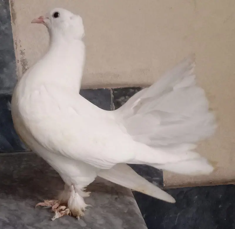 indian lucky.    2 hein — photo 2