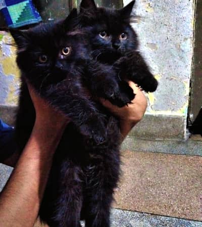 beautiful persion cat pair phone number 03147670258