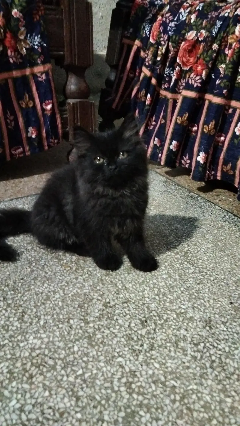beautiful persion cat pair phone number 03147670258 — photo 2