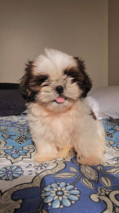 Premium Quality Shihtzu pupps available