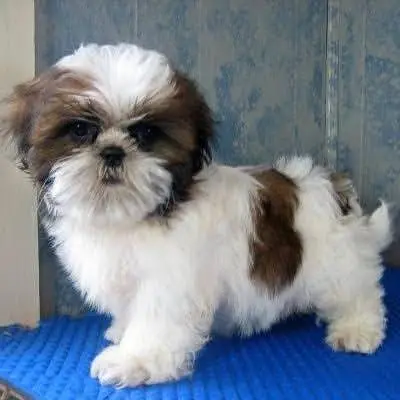 Premium Quality Shihtzu pupps available — photo 3