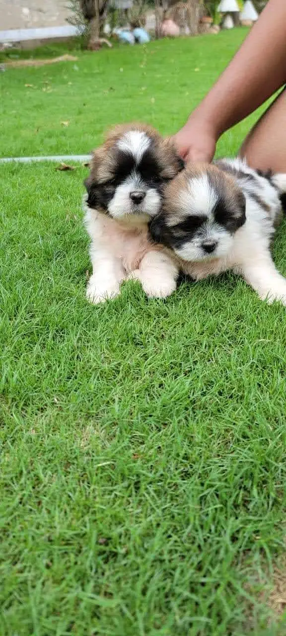 Premium Quality Shihtzu pupps available — photo 4