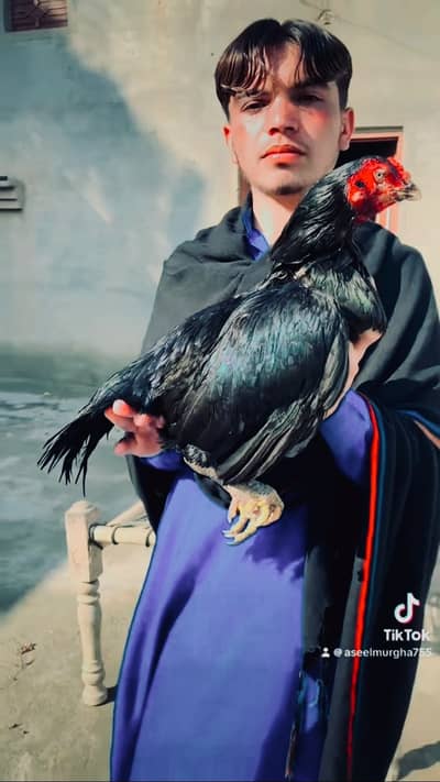  Black Lassani Aseel Madi Sale — Behtareen Quality 