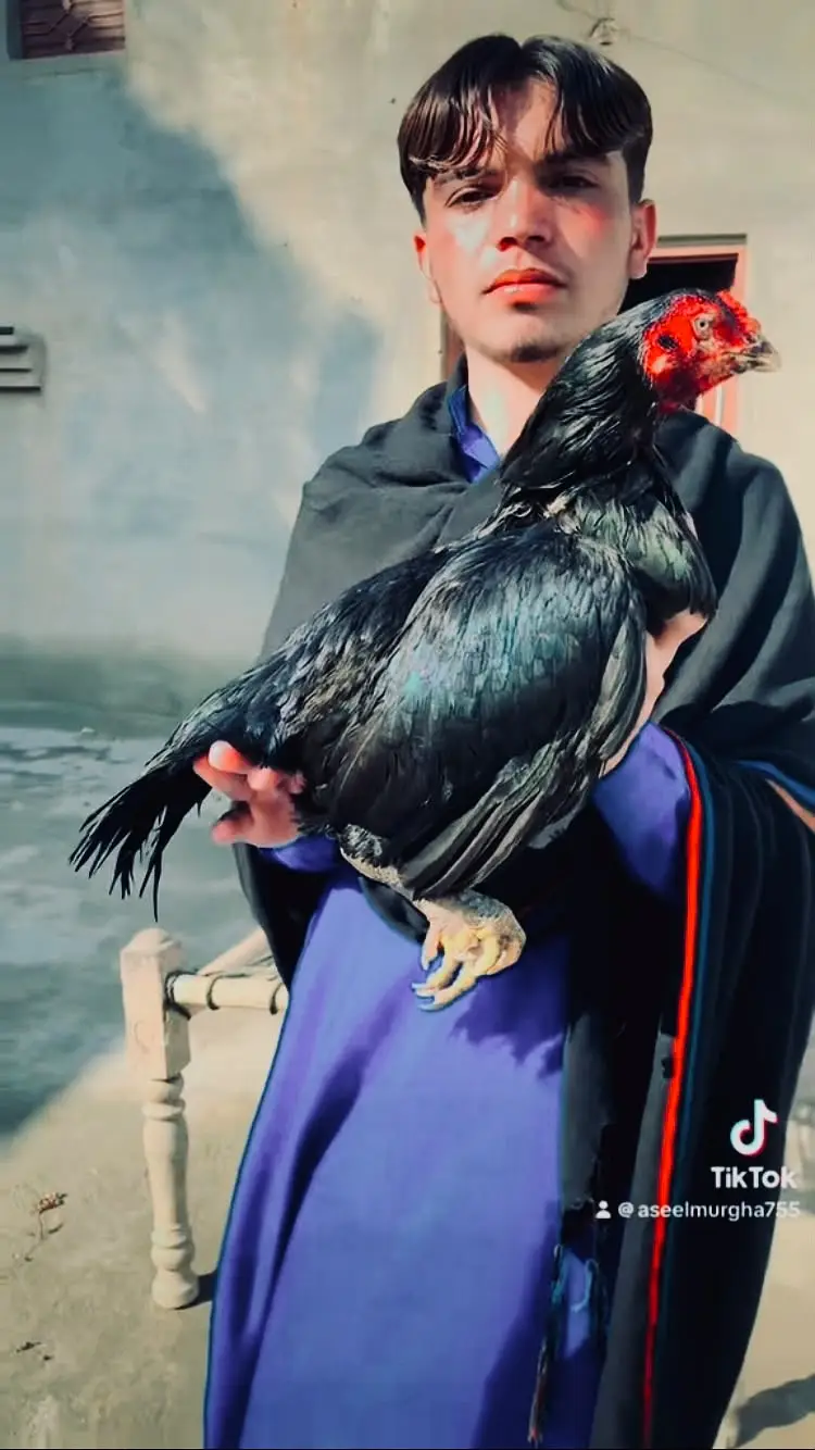  Black Lassani Aseel Madi Sale — Behtareen Quality  — photo 2