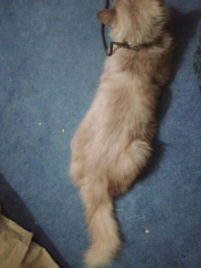 Persian cat for sale