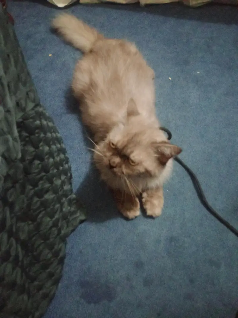 Persian cat for sale — photo 2