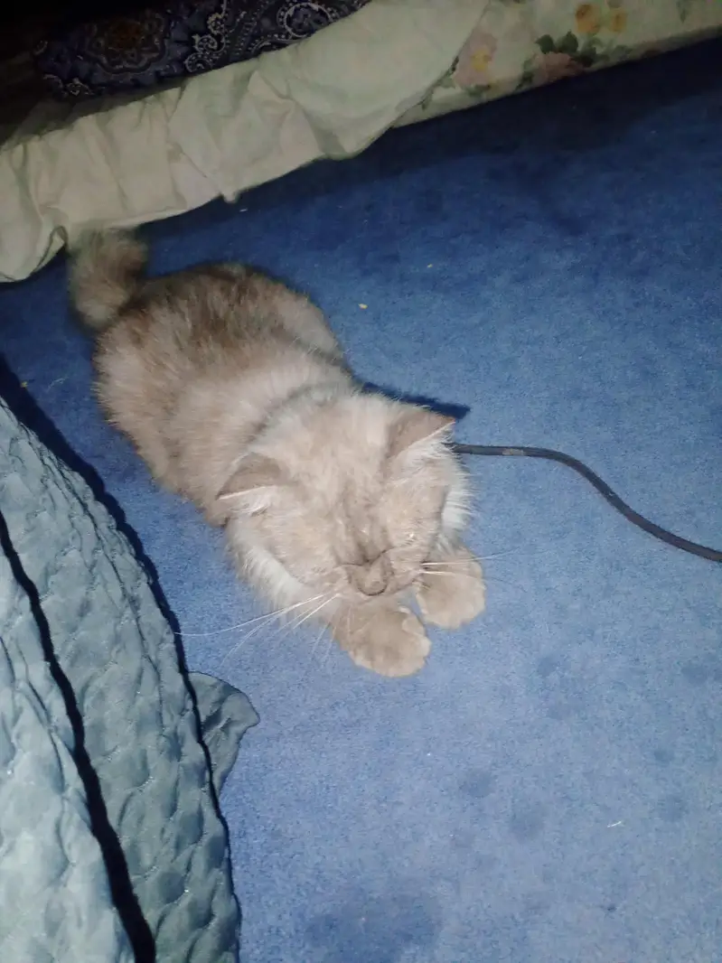 Persian cat for sale — photo 3