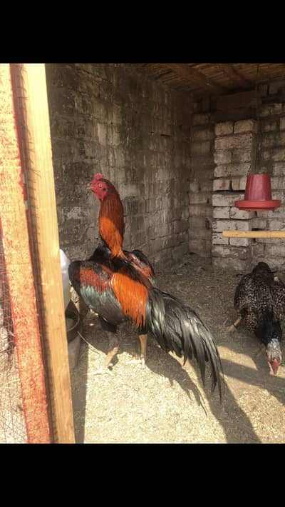 Aseel thai chicks