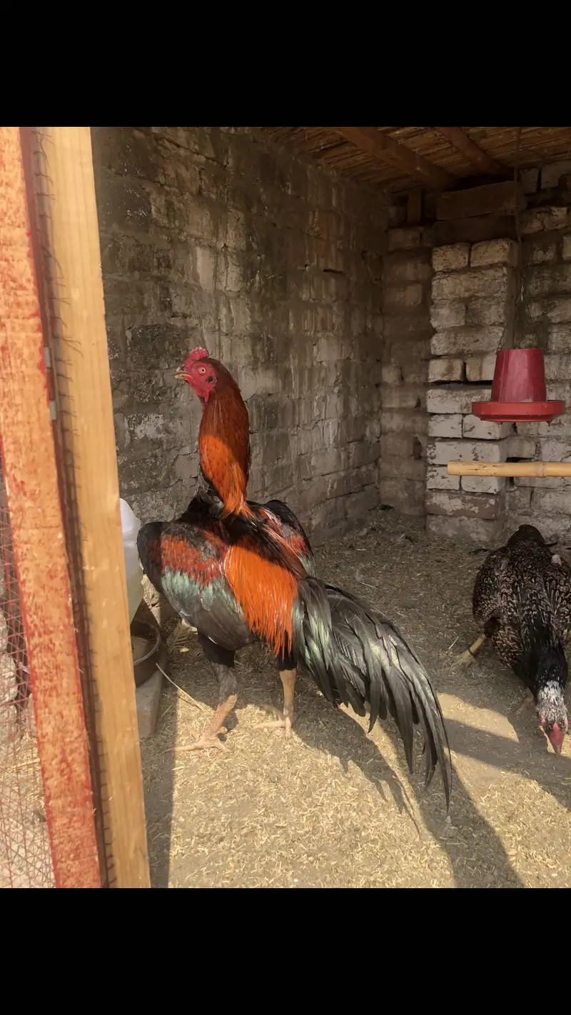 Aseel thai chicks — photo 2