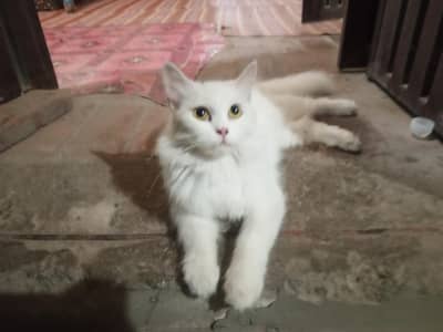 cat for sale