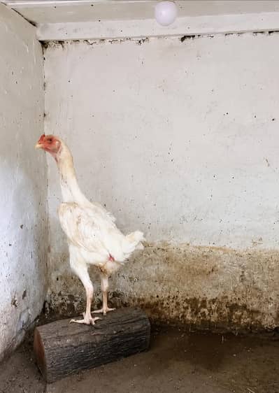 **Pure White German oh Shamo | Shamo pathi | white  female for sale**