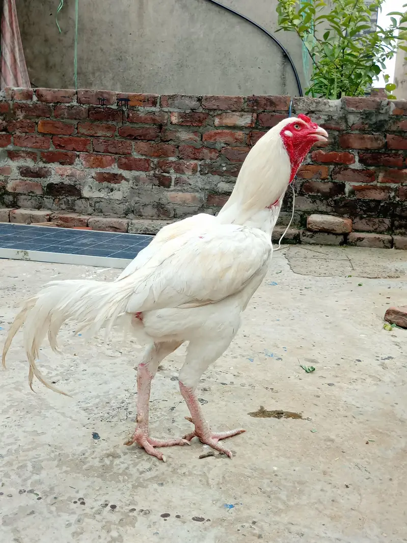 Heera aseel chicks — photo 2