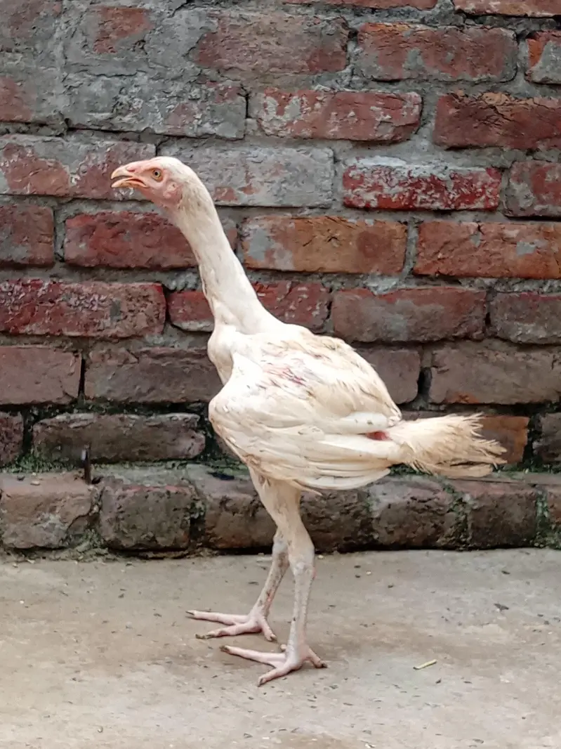 Heera aseel chicks — photo 4