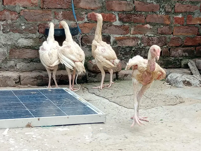 Heera aseel chicks — photo 5