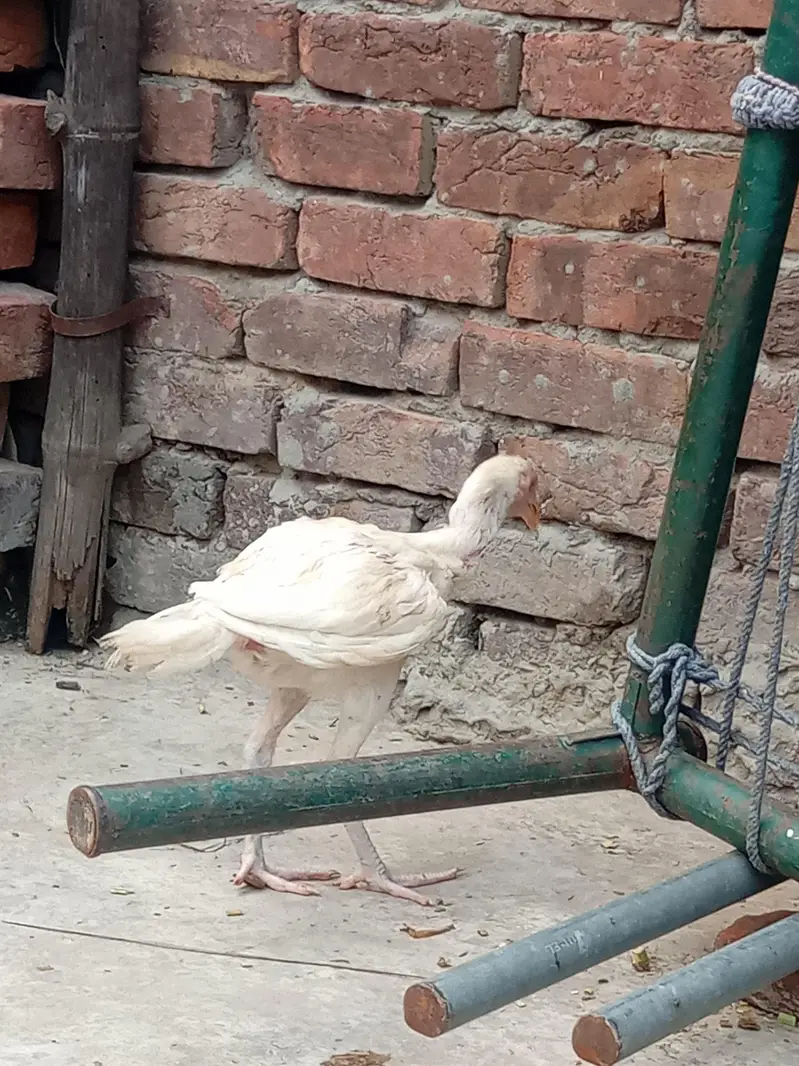 Heera aseel chicks — photo 10