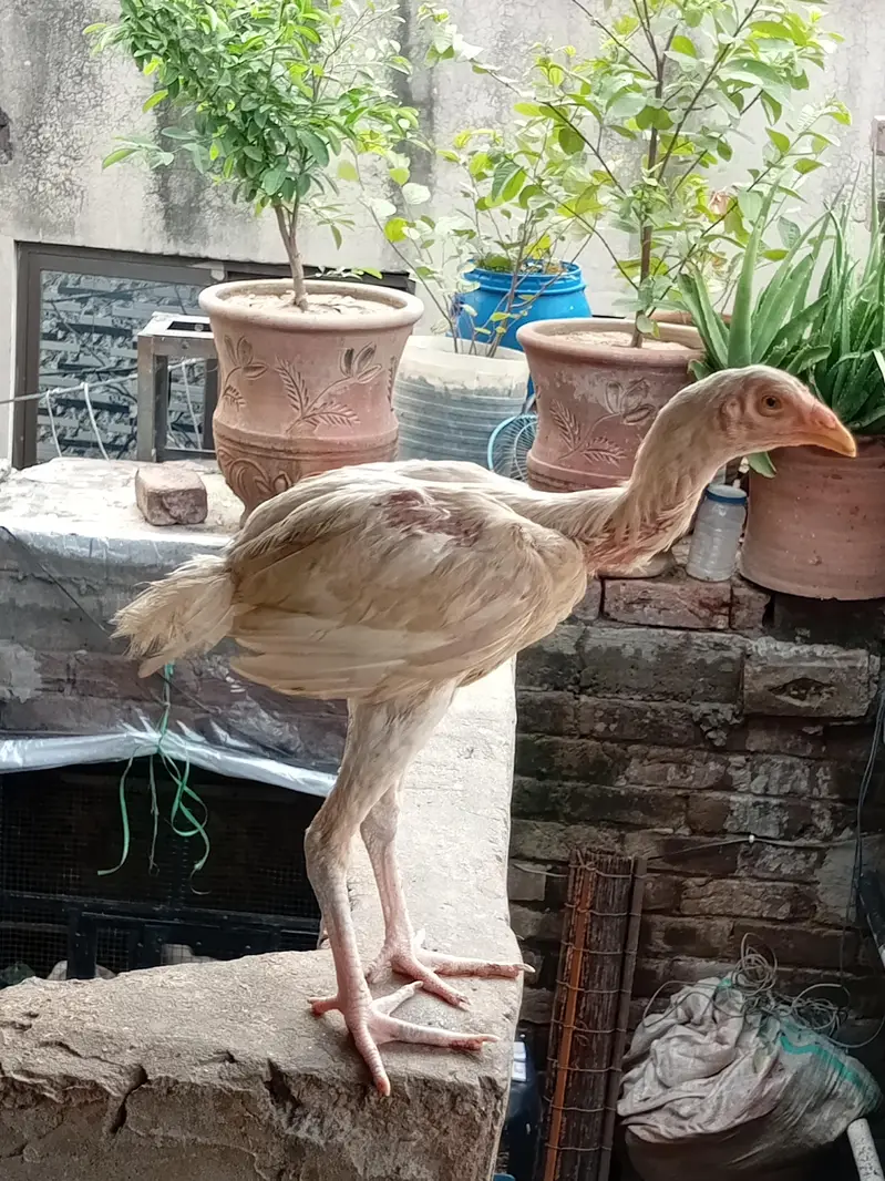 Heera aseel chicks — photo 11